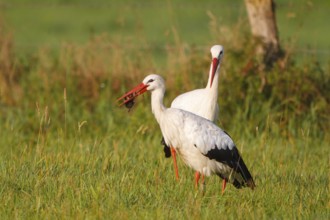 White Stork (Ciconia ciconia) foraging, North Rhine-Westphalia, Germany, Europe