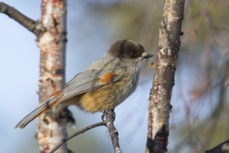 Siberian Jay - Unglückshäher - Perisoreus infaustus ssp. infaustus, Norway, adult, Europe