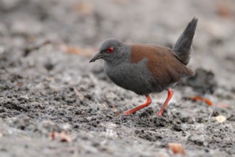 Spotless Crake (Porzana tabuensis), Western Australia, Australia, Oceania