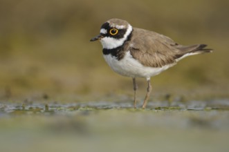 Little Ringed Plover (Charadrius dubius), Thuringia, Germany, Europe