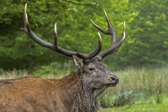 Close-up of red deer (Cervus elaphus) stag with big antlers at edge of forest during the rutting