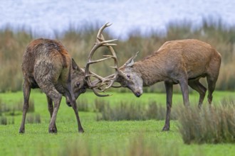 Two rutting red deer (Cervus elaphus) stags fighting by locking antlers during fierce mating battle