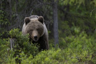 European brown bear, Karelia, Finland, Europe