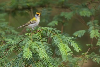 Goldcrest, Regulus ignicapillus, Luce, Mountain area, Luce, Styria, Slovenia, Europe