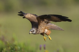 Black kite (Milvus migrans), flight photo, Hides De Calera / Steppe Raptors, Nussloch, Castilla La