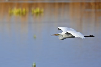 Great White Egret (Ardea alba) in flight over the water in front of a reed edge in the morning