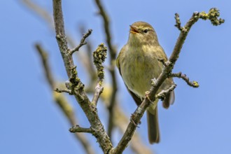 Common chiffchaff (Phylloscopus collybita) singing from branch in bush in spring