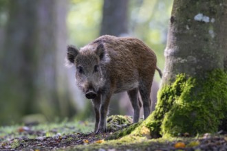 Wild boar (Sus scrofa), Vulkaneifel, Rhineland-Palatinate, Germany, Europe