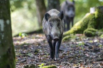 Wild boar (Sus scrofa), Vulkaneifel, Rhineland-Palatinate, Germany, Europe