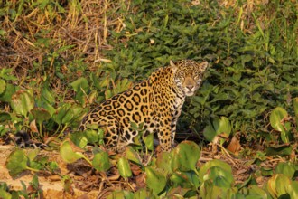 Jaguar (Panthera onca) Pantanal Brazil
