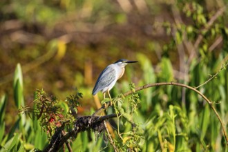 Mongrove Heron (Butorides striatus) Pantanal Brazil