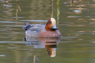 Eurasian wigeon, European wigeon (Mareca Penelope) adult male dabbling duck swimming in pond in