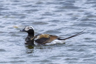 Long-tailed duck (Clangula hyemalis, Anas hyemalis) male in breeding plumage swimming in pond on