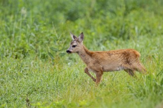 Roe deer (Capreolus capreolus) fawn Germany