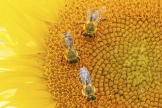 The sun shines down from the sky on a sunflower where some bees are collecting the nectar of the