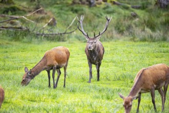 Red deer (Cervus elaphus) Rutting behaviour captive Germany