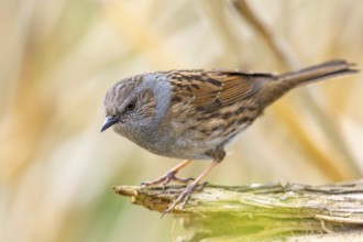 Dunnock (Prunella modularis) Germany