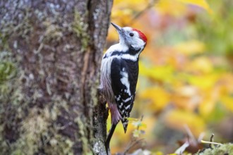 Middle spotted woodpecker (Dendrocopus medius) Germany