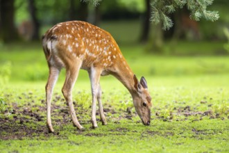 Sika deer (Cervus nippon) female on a meadow, Bavaria, Germany, Europe