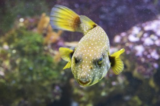 White-spotted puffer fish (Arothron hispidus) swimming under water, captive, Germany, Europe