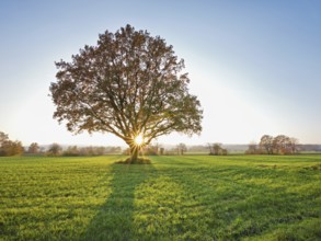 Sun shining through autumn-coloured English oak (Quercus robur), Birri, Freiamt, Canton Aargau,