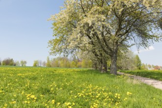 Avenue with blossoming fruit trees, in the background the houses of Fördergersdorf, spa town