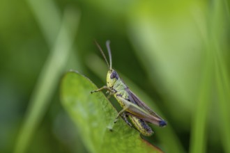 Great green bush cricket (locusta), grasshopper, on a blade of grass in a meadow, Tyrol, Austria,