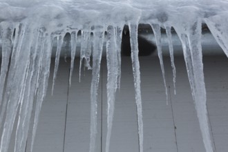 Long icicles and thick heavy ice hanging from roof edge of grey wood plank cladded building in