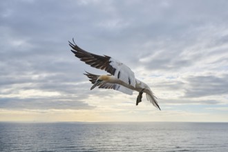 Northern gannet (Morus bassanus) flying over the sea, wildlife, Helgoland, Germany, Europe