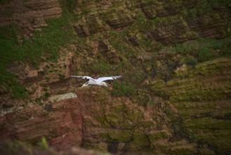 Northern gannet (Morus bassanus) over the cliffs, wildlife, Helgoland, Germany, Europe