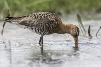 Black-tailed godwit (Limosa limosa), Lower Saxony, Germany, Europe