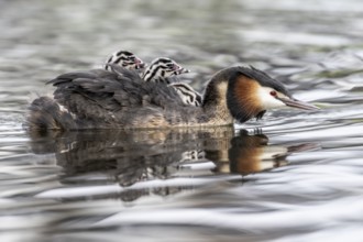 Great Crested Grebe (Podiceps Scalloped ribbonfish) with juveniles, Emsland, Lower Saxony, Germany,