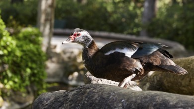 Brown and white duck (anas) on a tree trunk in a sunlit forest landscape, Rodini Park, City Park,