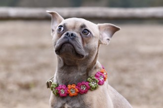 Portrait of French Bulldog dog mix with paracord flower collar