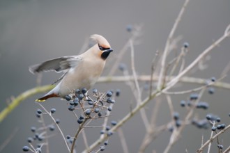 Bohemian Waxwing (Bombycilla garrulus), North Rhine-Westphalia, Germany, Europe