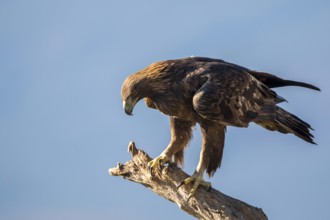 Golden Eagle (Aquila chrysaetos) perched on tree trunk, Madrid, Spain, Europe