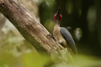 Ashy Woodpecker (Mulleripicus fulvus) male climbing up tree trunk, North Sulawesi, Indonesia, Asia