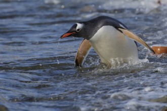 Gentoo Penguin (Pygoscelis papua) perched on a rocky beach on South Georgia Island