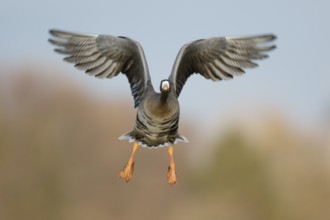 Greater White-fronted Goose (Anser albifrons) flying, North Rhine-Westphalia, Germany, Europe
