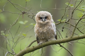 Tawny Owl (Strix aluco) juvenile perched on a branch, North Rhine-Westphalia, Germany, Europe