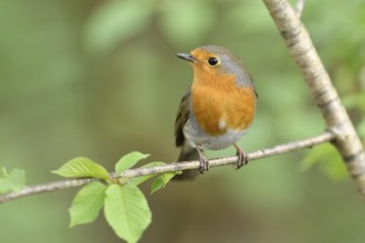 European Robin (Erithacus rubecula) perched on a branch, North Rhine-Westphalia, Germany, Europe