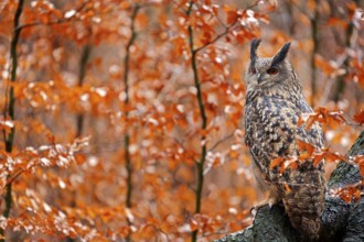 Eurasian Eagle Owl, Bubo Bubo, sitting tree trunk, wildlife fall photo in the wood with orange