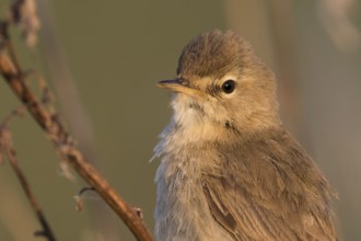 Booted Warbler - Buschspötter - Iduna caligata, Russia (Ural)