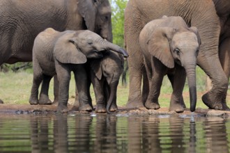 African elephant (Loxodonta africana), three young animals, at the water, drinking, group, Kruger