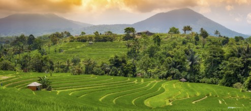 Jatiluwih, rice terrace, rice, agriculture, agriculture, panorama, evening mood, export, tourism,