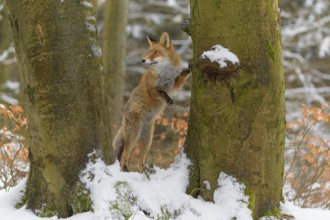 Red fox (Vulpes vulpes), standing on its hind legs against a tree trunk in a snowy forest, Czech