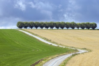 Country road, dirt road and row of white willows (Salix alba) trees along wheat field in summer on