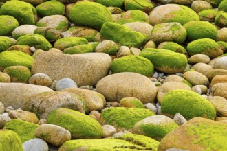 Ochre-coloured stones overgrown with green moss, stone stand in the Breatgne, France, Europe