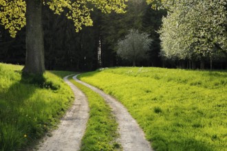 Curved field path leads between oak and blossoming fruit trees into the forest, Canton Thurgau,