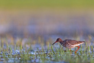 Common redshank (Tringa totanus), East Khawr / Khawr Ad Dahariz, Salalah, Dhofar, Oman, Asia